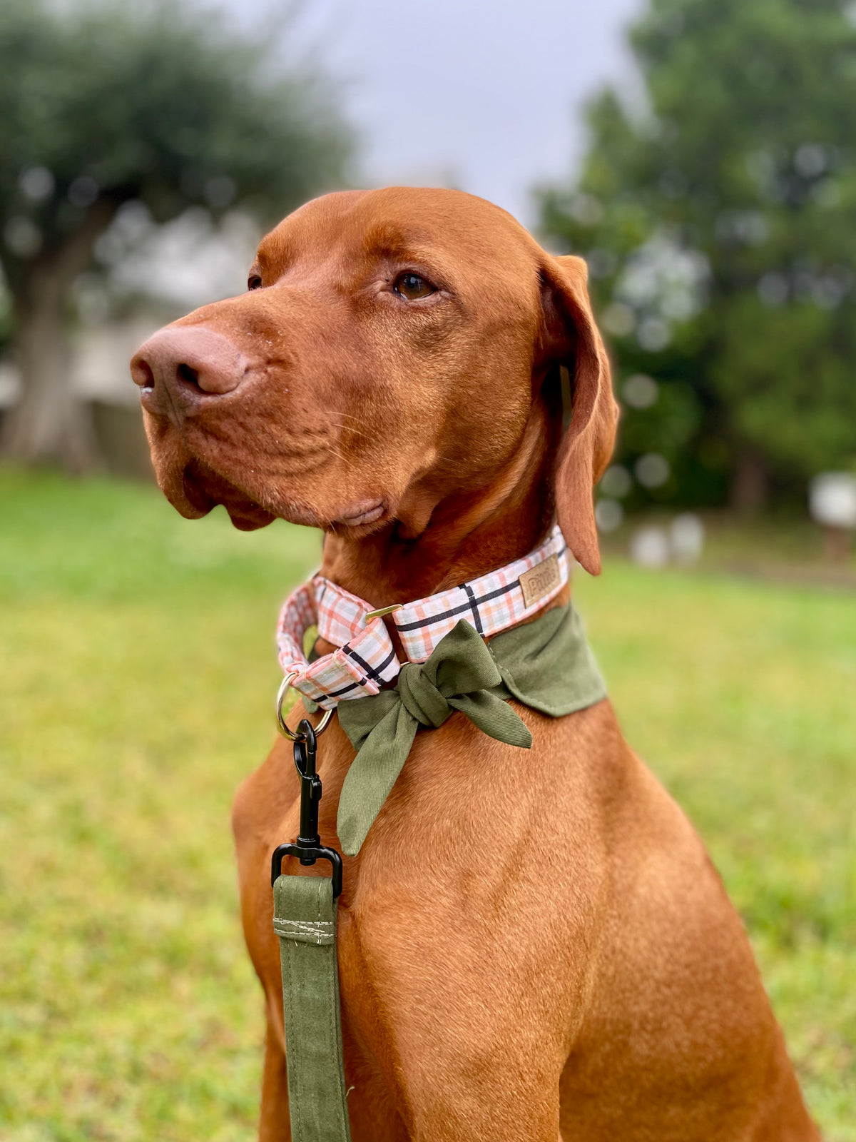 Martingale Collar