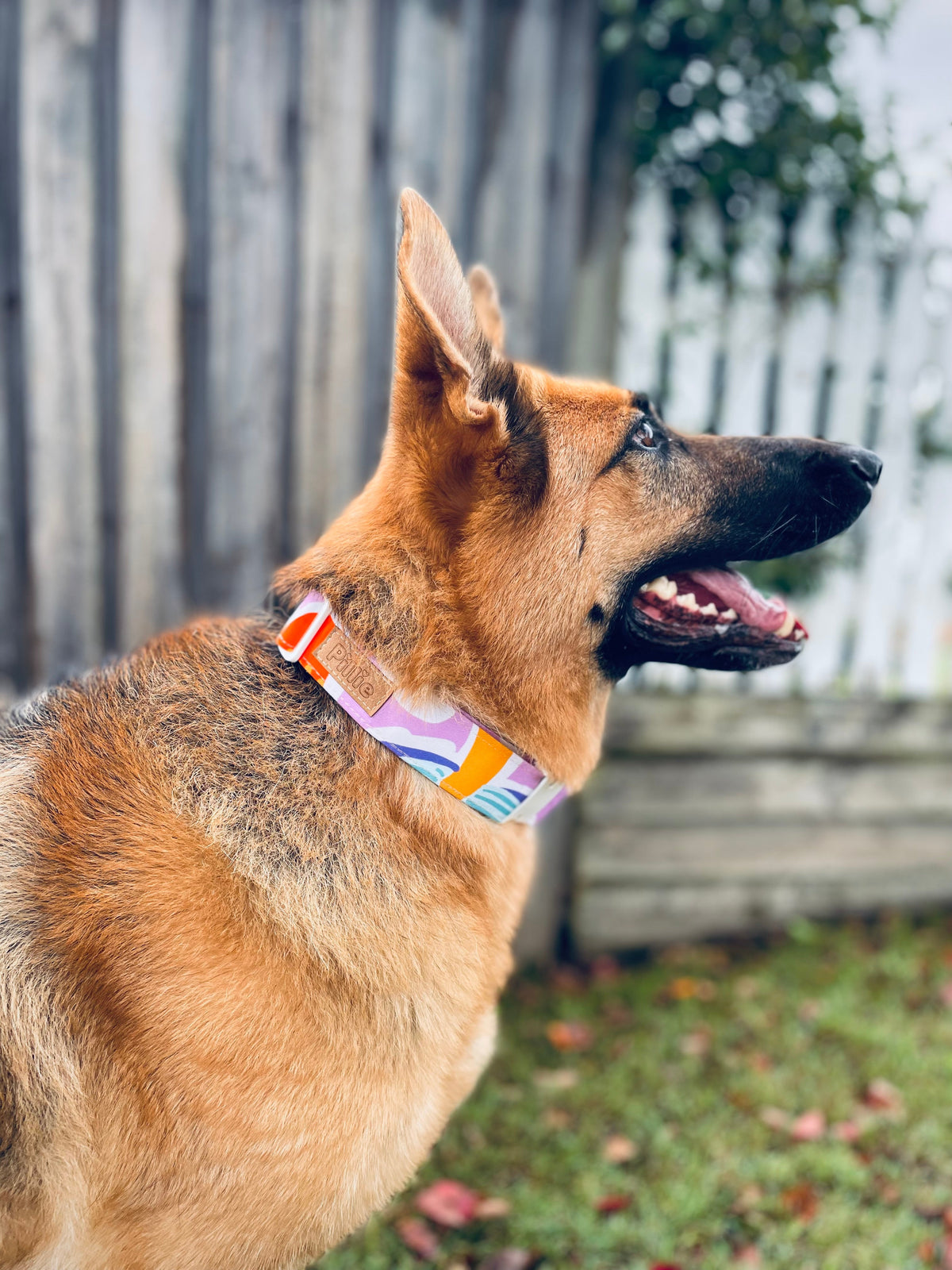 Boss Collar
