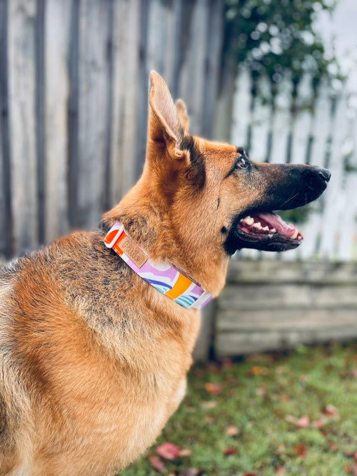 Boss Collar