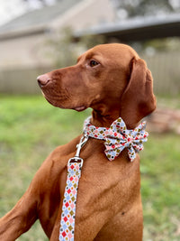 Barnum - Collar