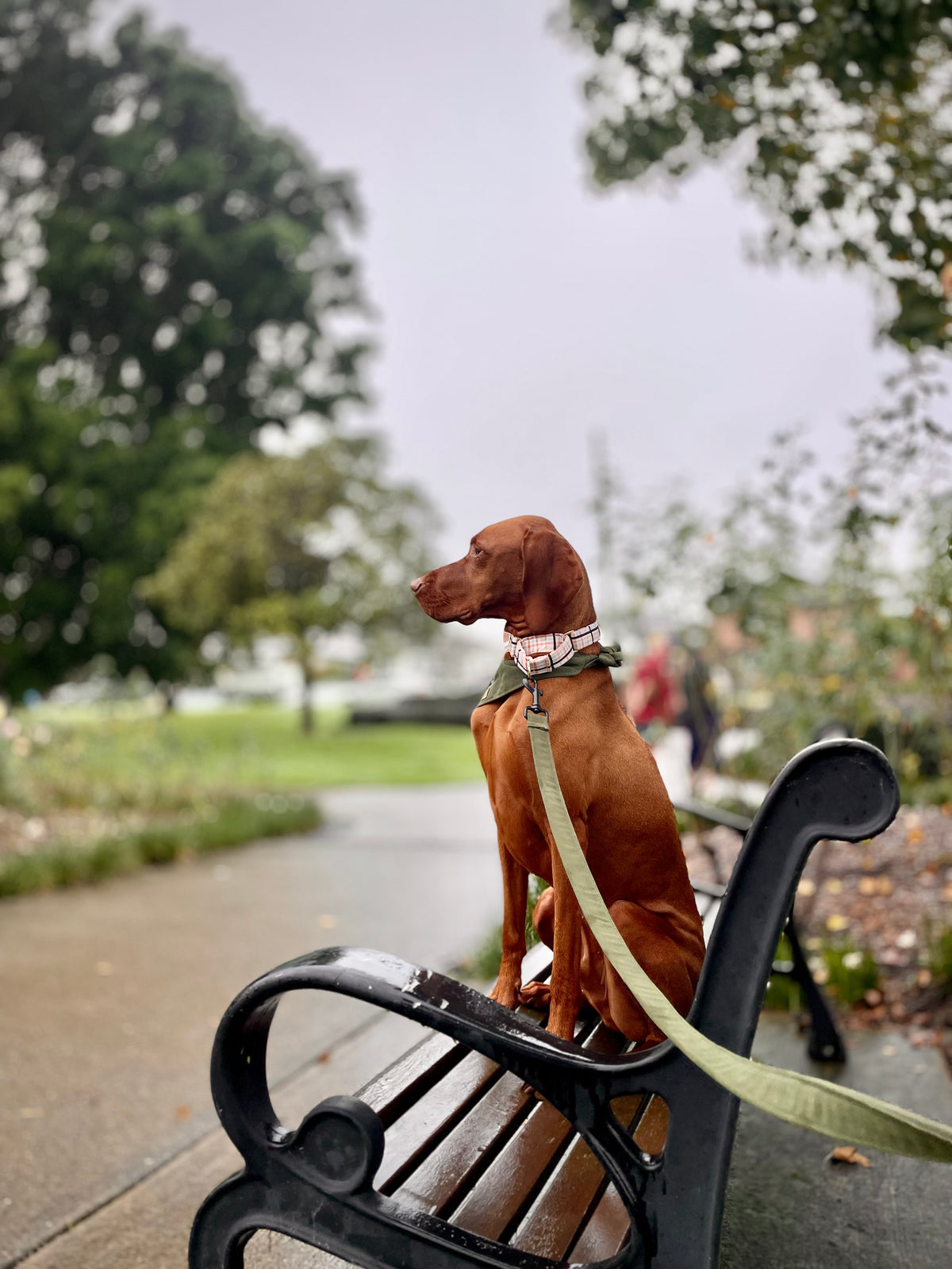 Ziggy- Martingale Collar