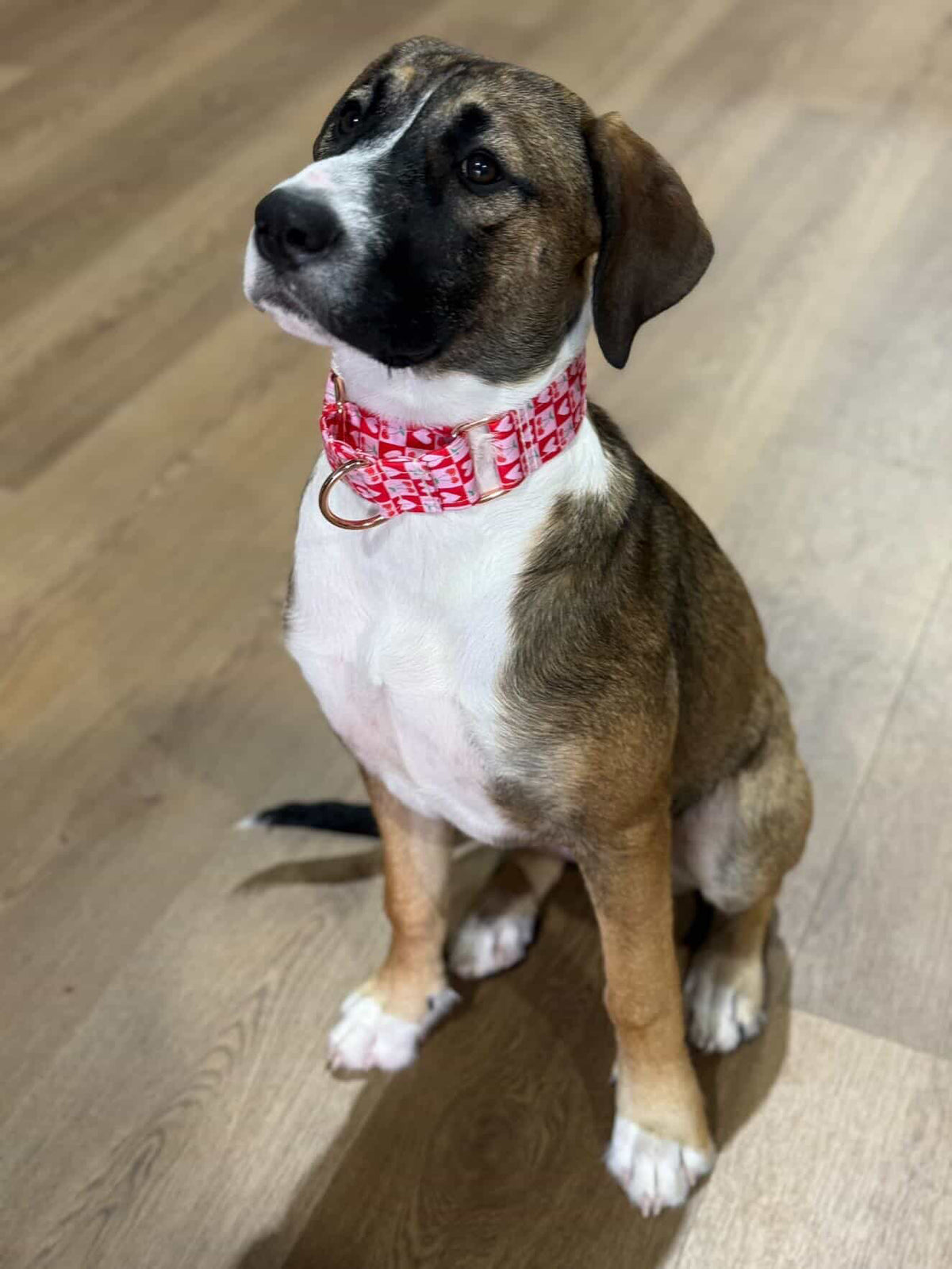 Cherries, with love - Martingale Collar