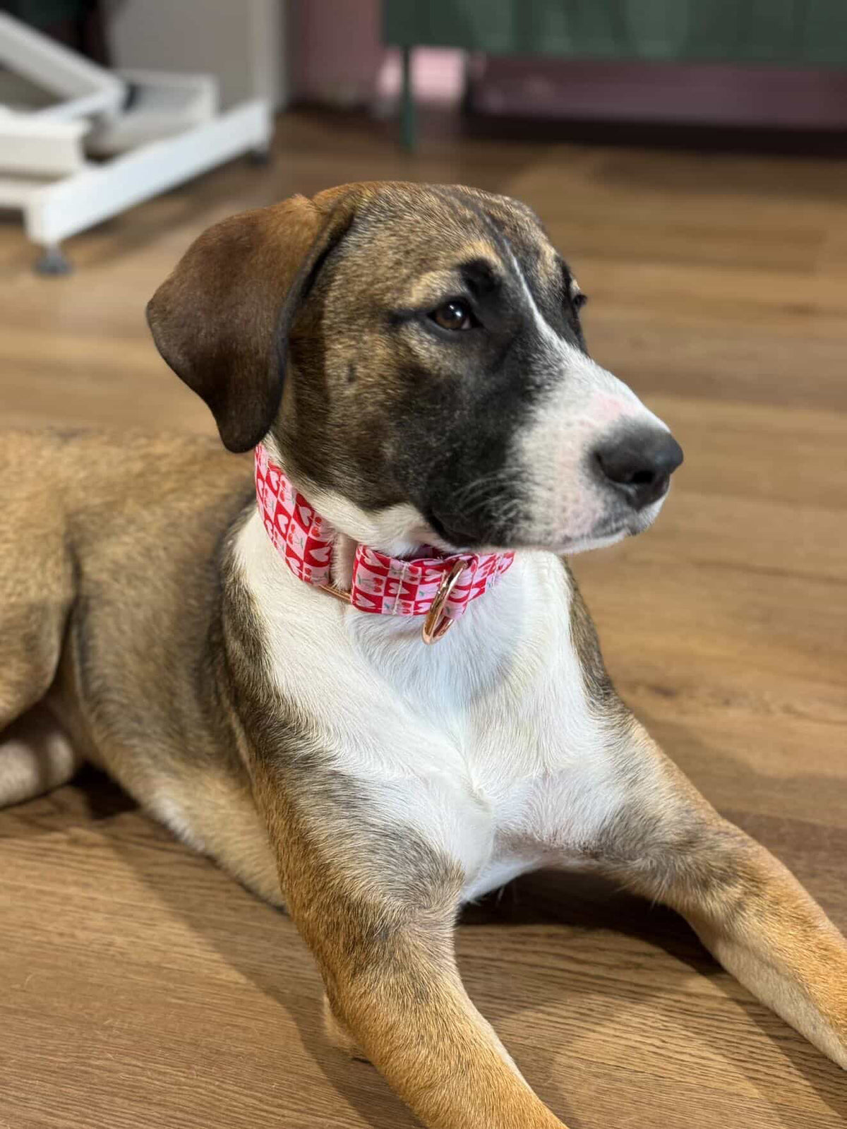 Cherries, with love - Martingale Collar