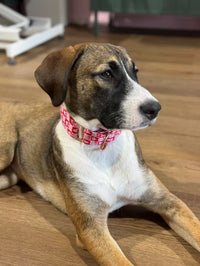 Cherries, with love - Martingale Collar