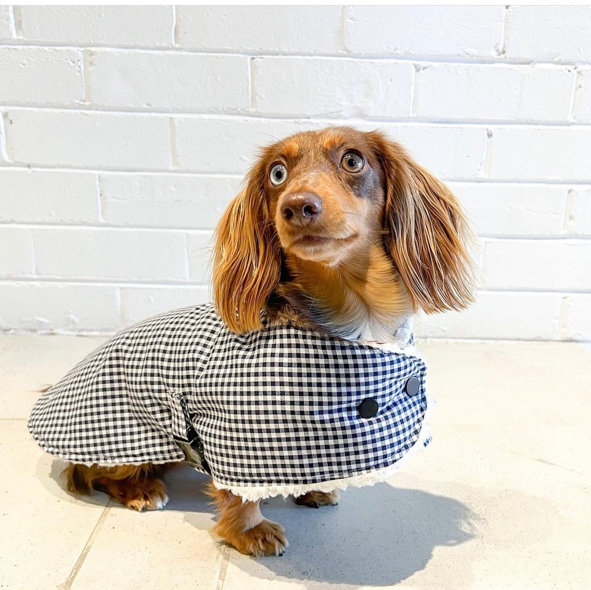 Boss - Dachshund dog coat