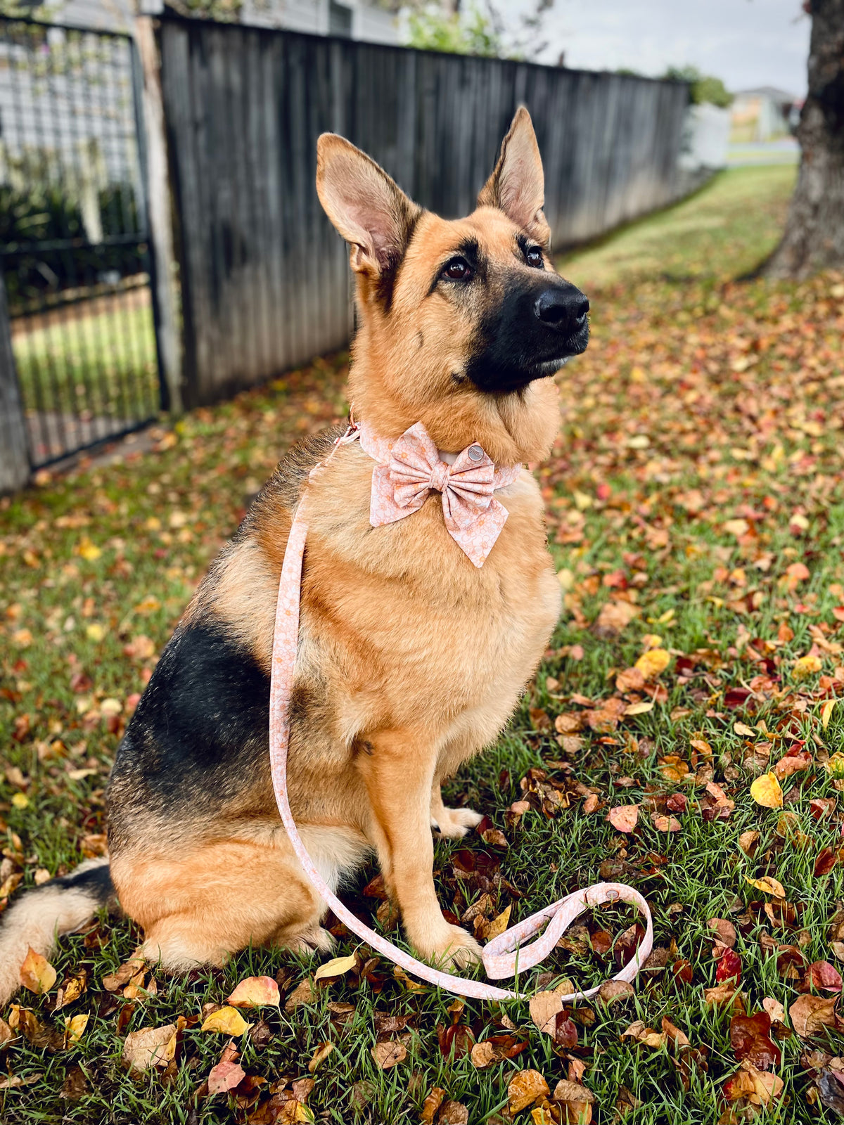 Evie - Bows (Sailor or Standard)