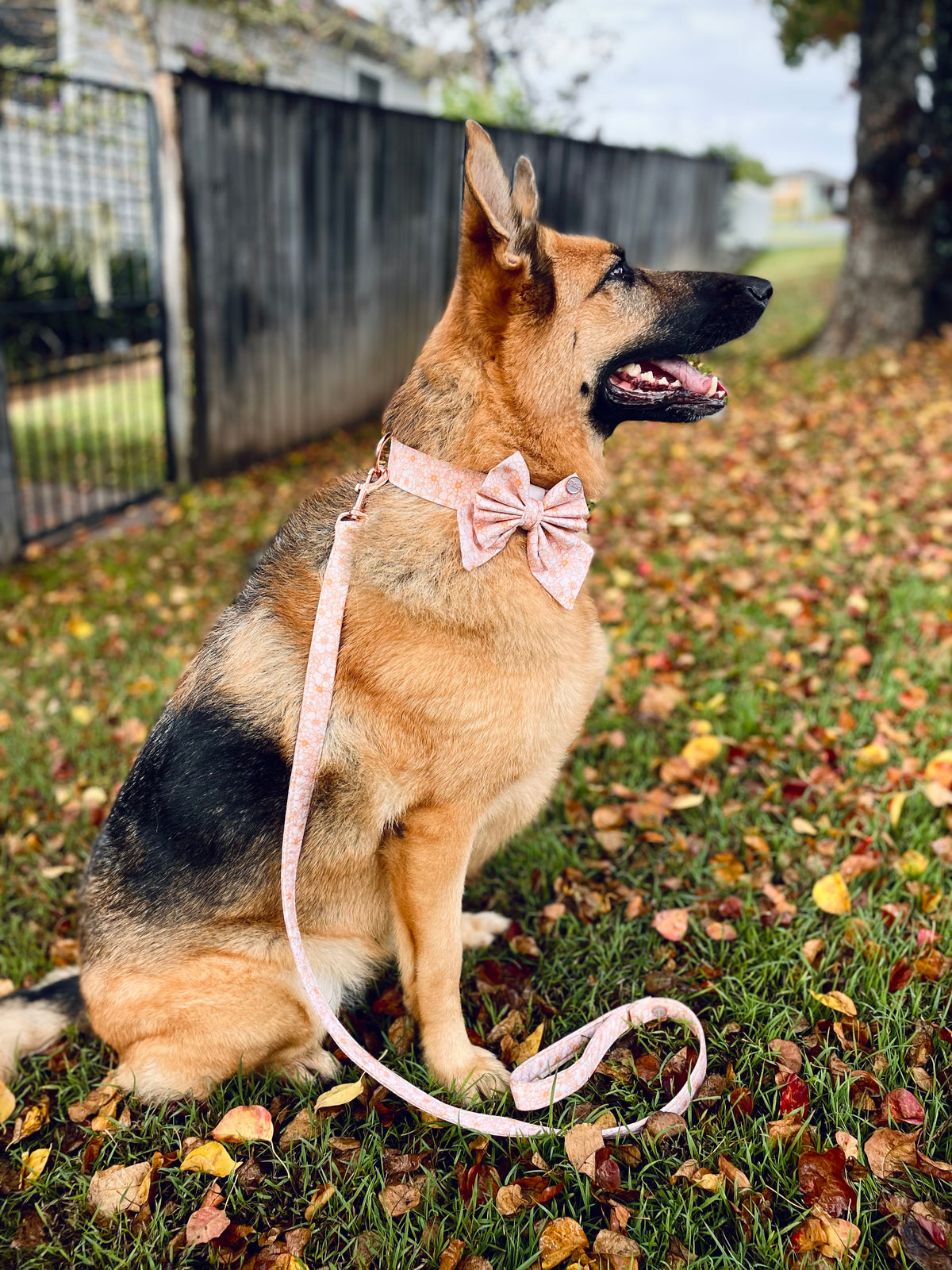 Evie - Leads (Long, Short, Traffic Lead)
