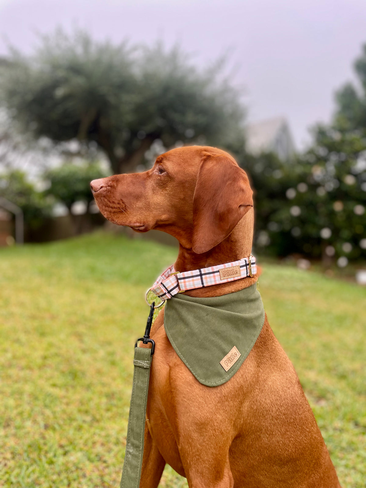 Ziggy- Martingale Collar
