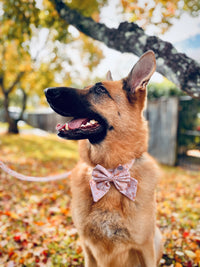 Evie - Bows (Sailor or Standard)