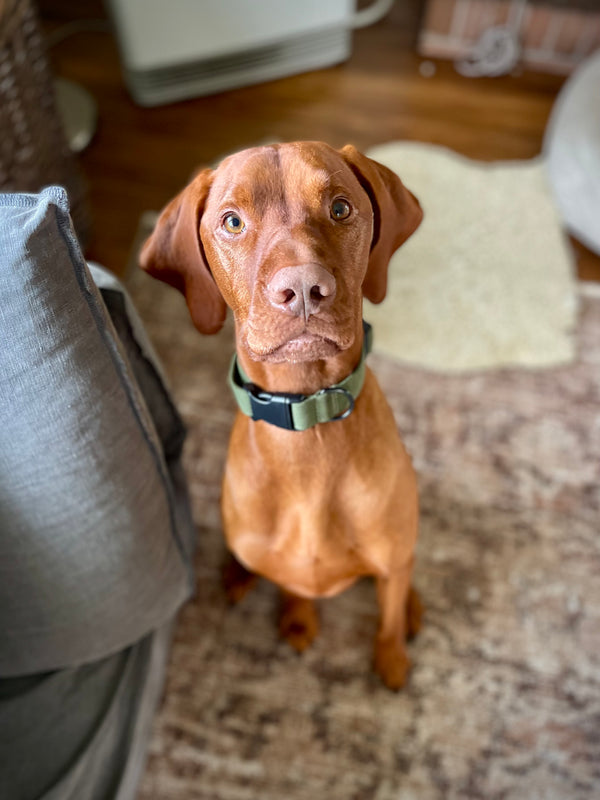 Khaki - Collar