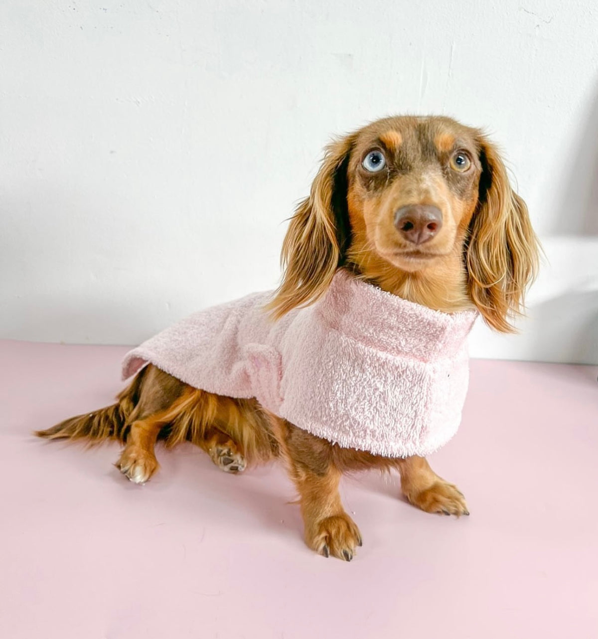 Pale Pink Towel Coat - Dachshund breed size teddy coat