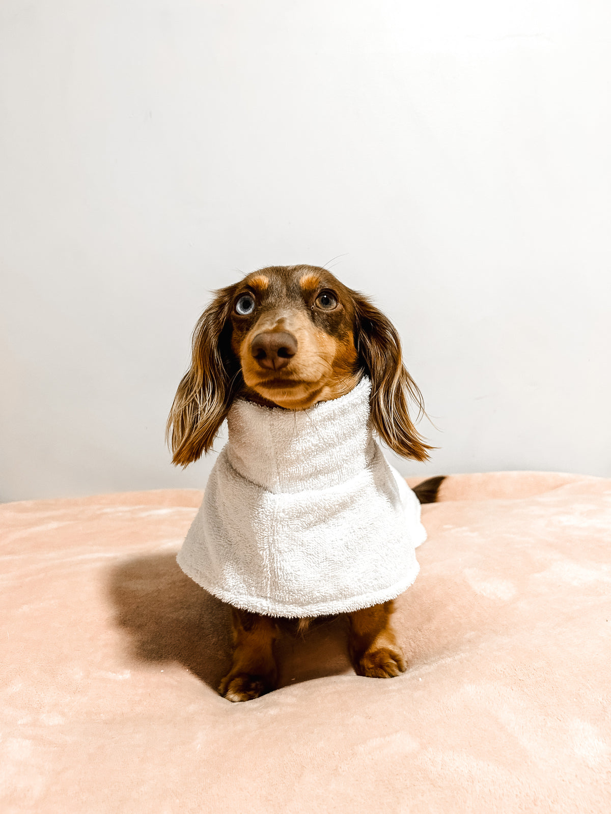 White Towel Coat - Dachshund breed size teddy coat