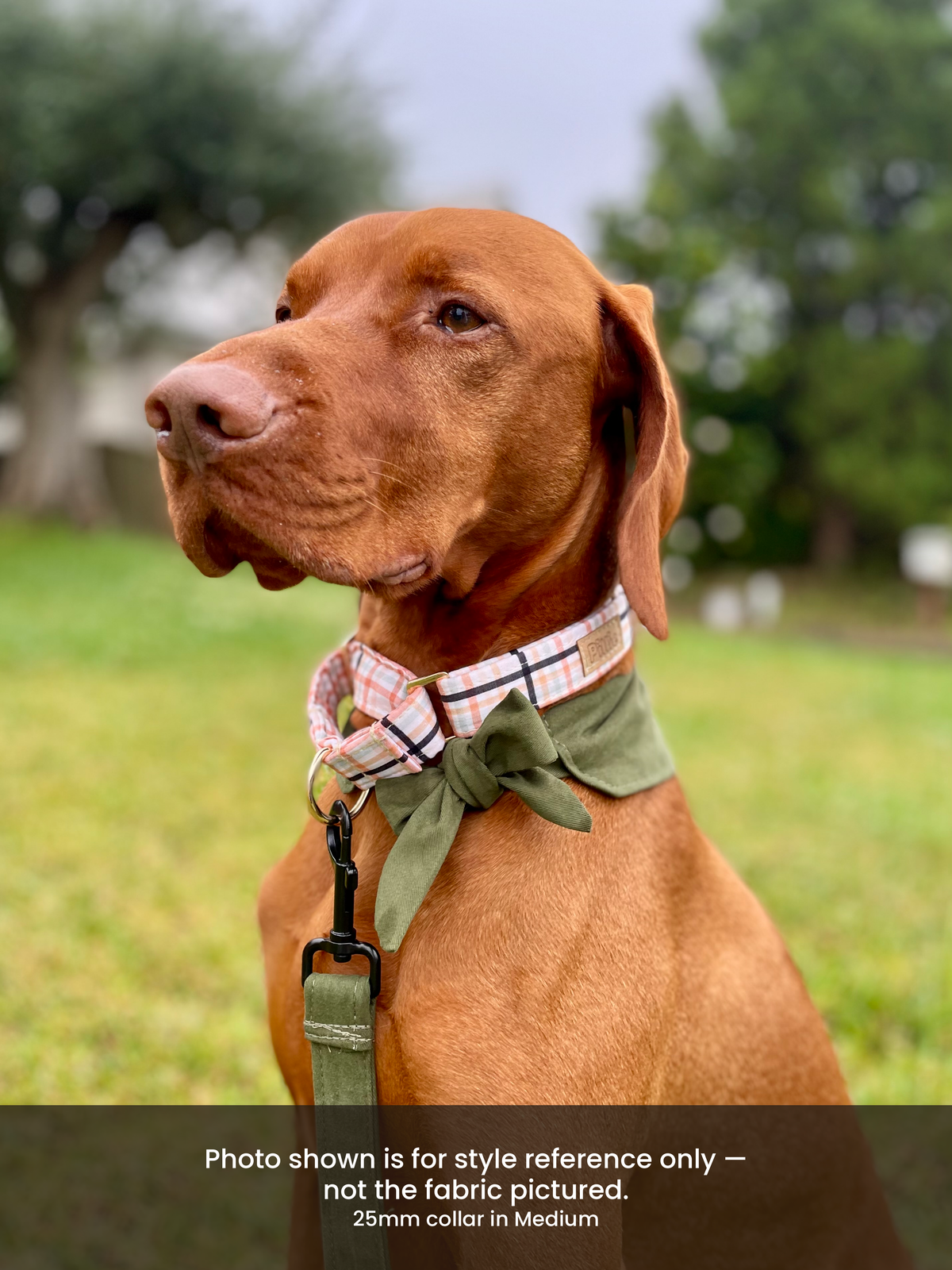 Daisy Mae - Martingale Collar